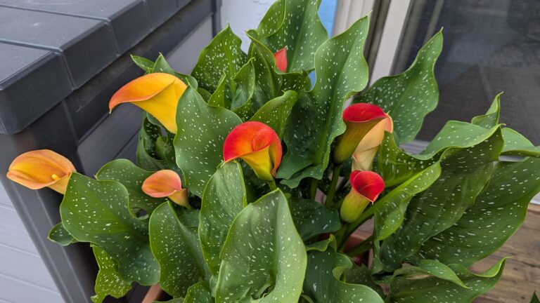 PXL_20250630_224819285