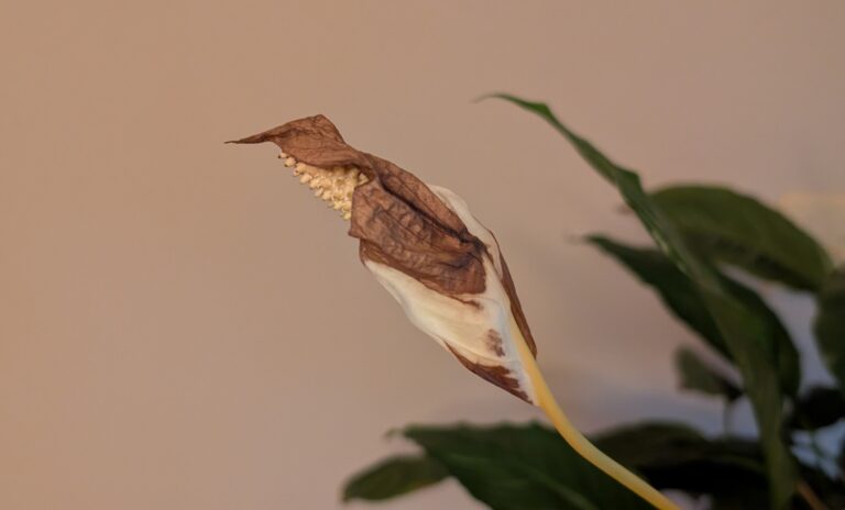 PXL_20250704_011741967