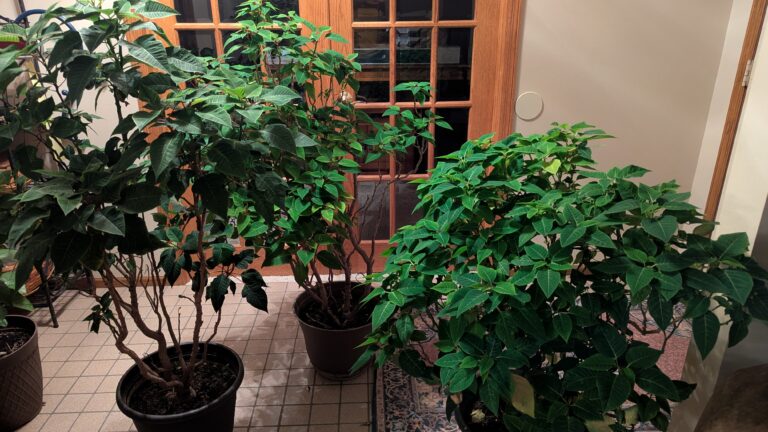 PXL_20250905_011450132